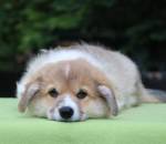 Predám šteniatka welsh corgi pembroke s PP